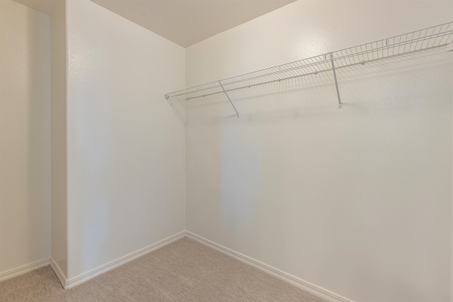 walk in closet with carpet flooring