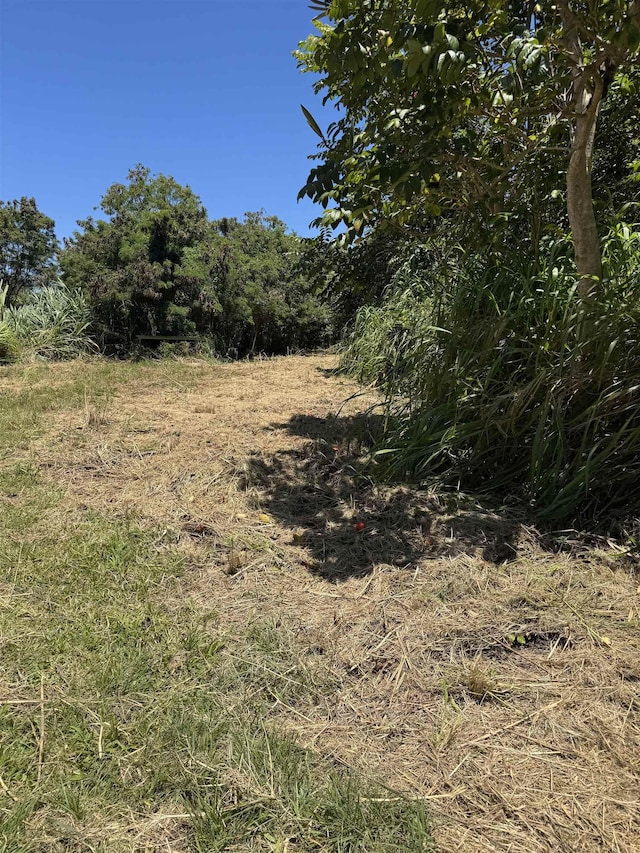 view of local wilderness