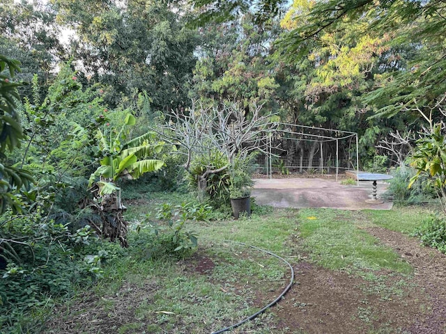 view of yard featuring a patio