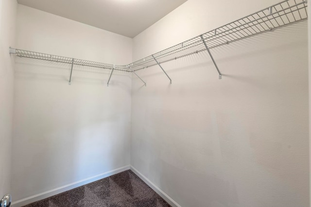 spacious closet featuring carpet floors