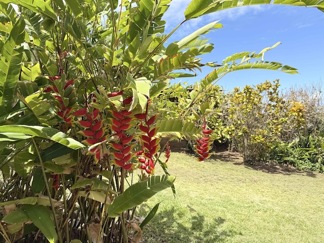 219 Ekoa Pl, Wailuku, HI 96763 - view of grassy yard