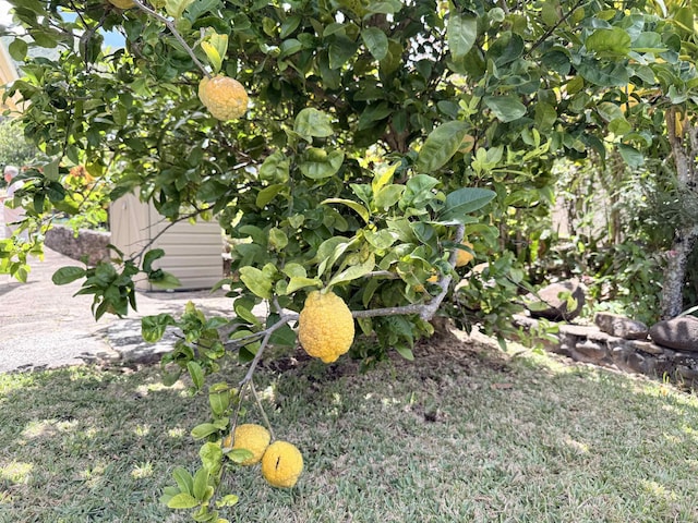 219 Ekoa Pl, Wailuku, HI 96763 - view of yard