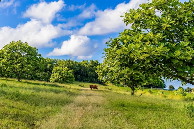 view of local wilderness featuring a rural view