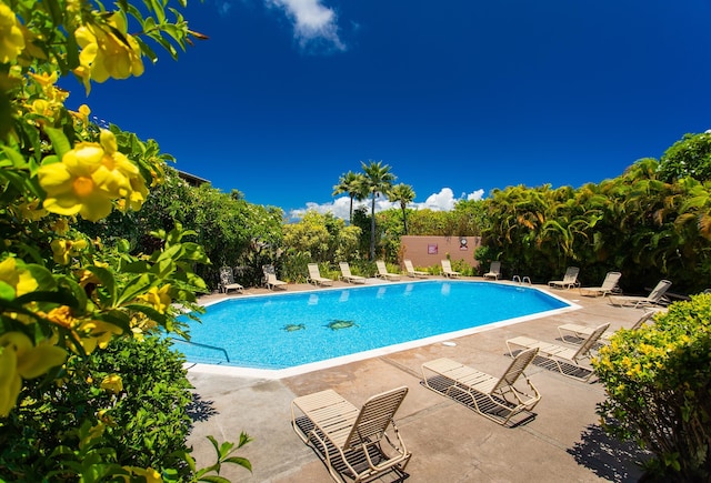 view of swimming pool featuring a patio area