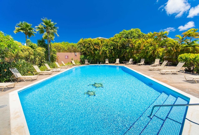 view of swimming pool featuring a patio area