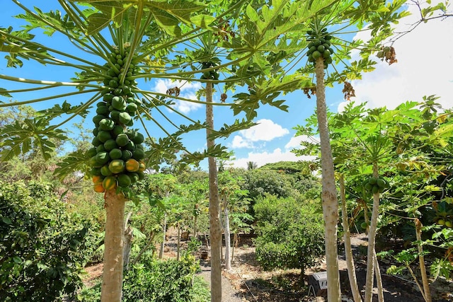 679 Kaapuni Pl, Kihei, HI 96753 - view of local wilderness