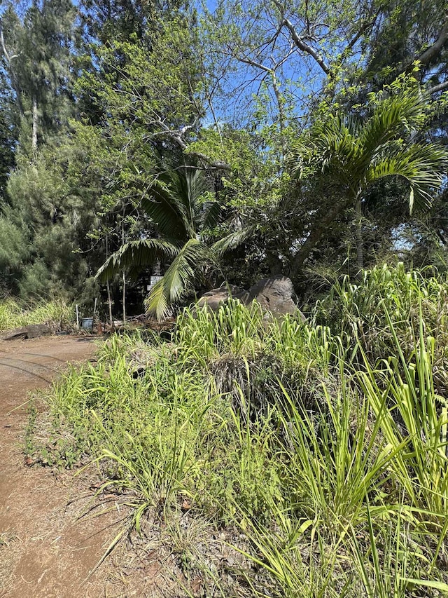 1368 Malaihi Rd, Wailuku, HI 96793 - view of local wilderness