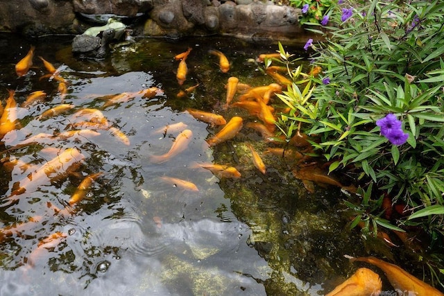 111 Kahului Beach Rd Unit D306, Kahului, HI 96732 - exterior view of a garden pond