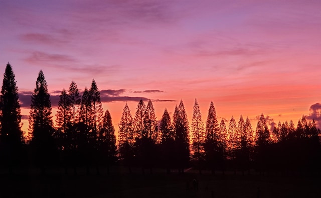 view of nature at dusk