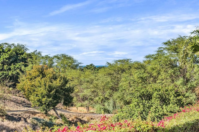 view of local wilderness