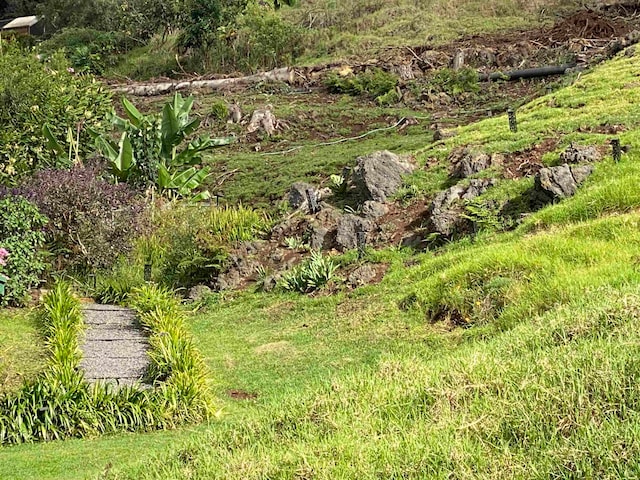 view of local wilderness