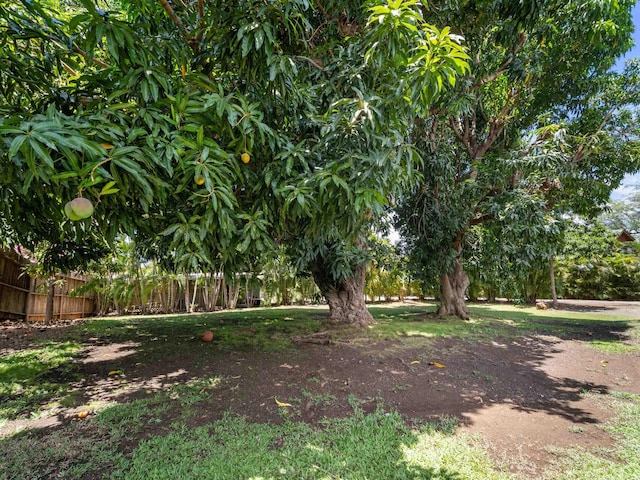 3100 Mapu Pl, Kihei, HI 96753 - view of yard
