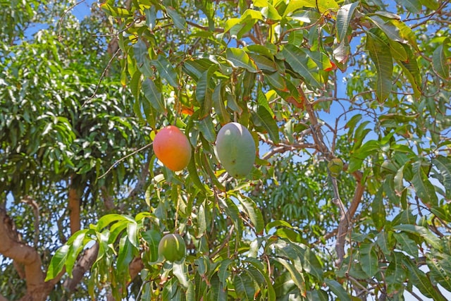 317 Kenolio Rd, Kihei, HI 96753 - view of details