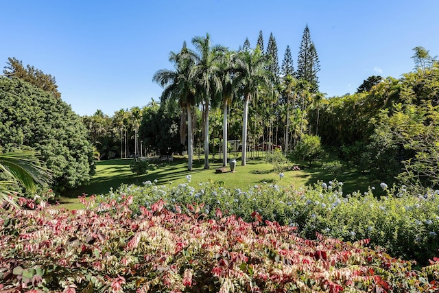 view of property's community featuring a yard