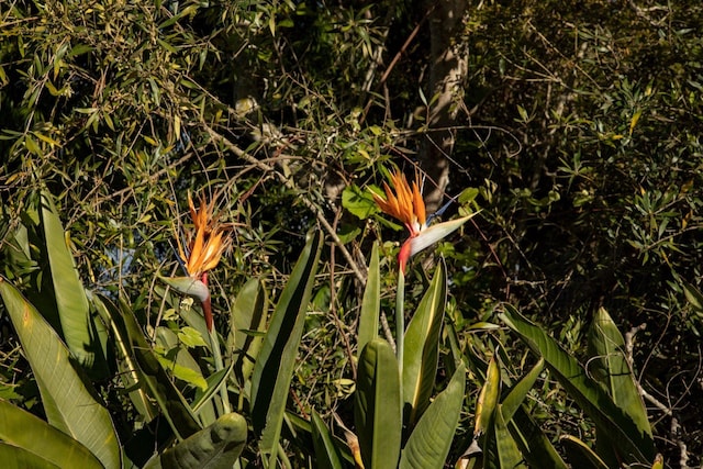 0 Haleakala Hwy Unit A, Kula, HI 96790