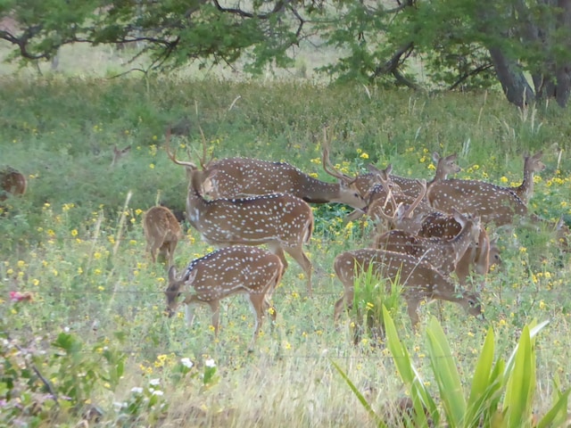 view of local wilderness