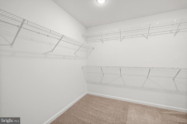 spacious closet with carpet