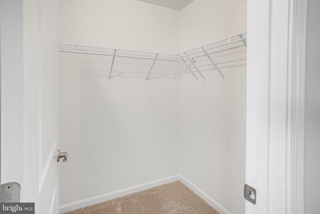 walk in closet featuring carpet flooring