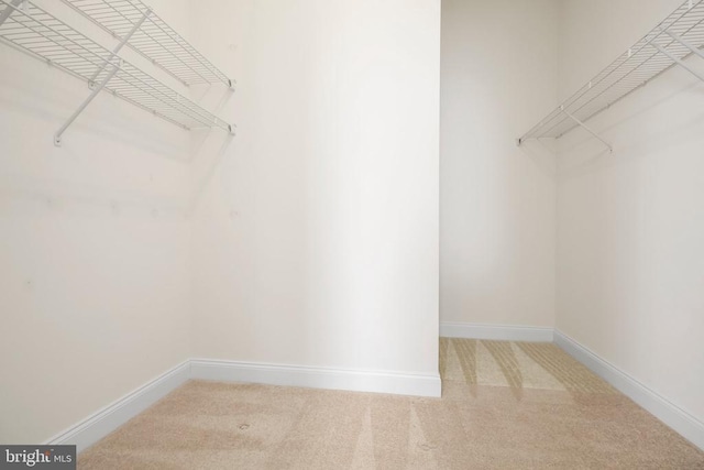 spacious closet with carpet floors