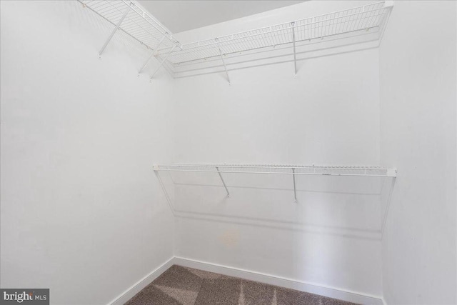 spacious closet with carpet flooring