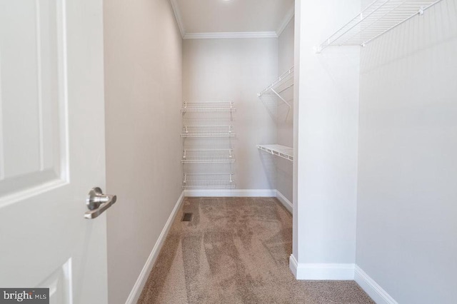 walk in closet with carpet floors