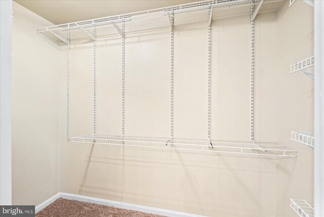 walk in closet with carpet