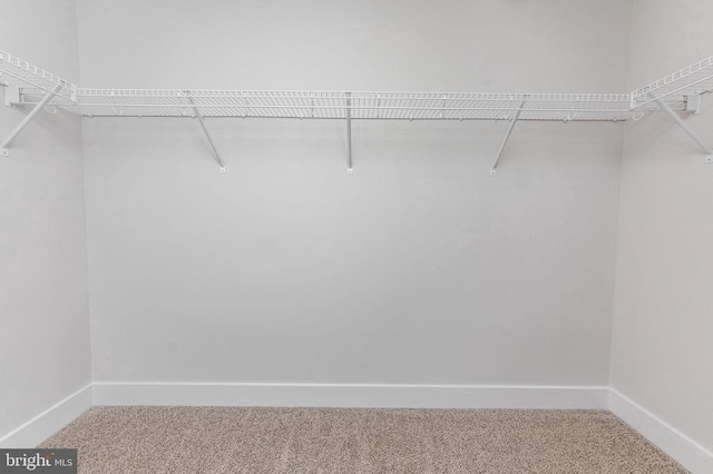 walk in closet with carpet flooring