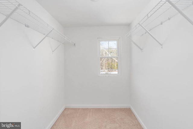 walk in closet featuring carpet floors