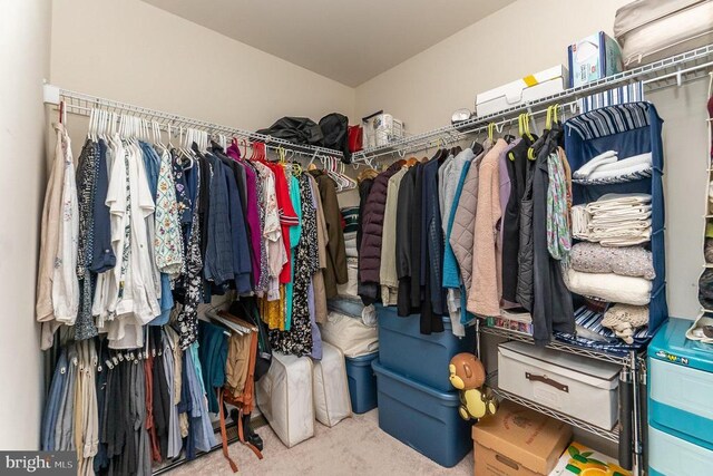 spacious closet featuring carpet