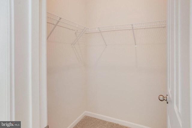 walk in closet featuring carpet floors