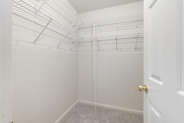 spacious closet featuring carpet floors