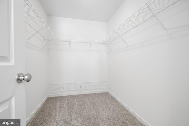 spacious closet featuring carpet floors