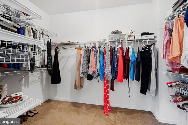 spacious closet with carpet floors