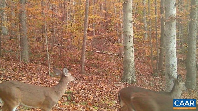 1972 Sclaters Ford Rd, Palmyra, VA 22963 - view of tree filled area