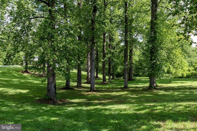 1875 Oneals Rd, Madison, VA 22727 - view of nature