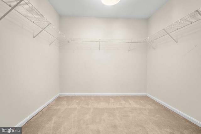 3113 Somerset Dr, Jeffersonton, VA 22724 - walk in closet with carpet flooring