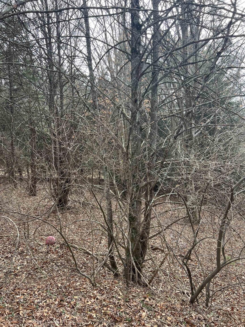 TBD Cold Springs Rd, Raphine, VA 24472