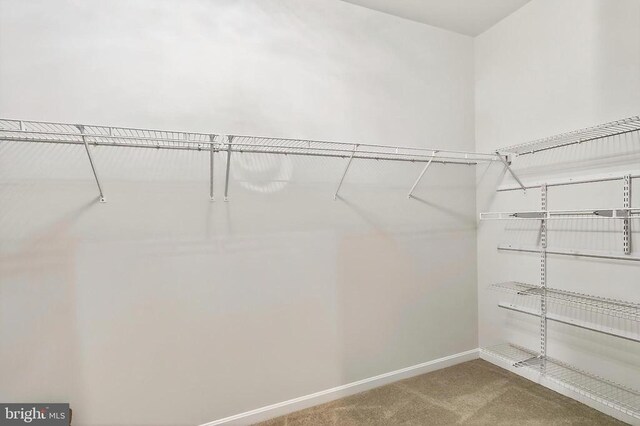  - walk in closet with carpet flooring