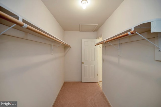 walk in closet featuring light carpet and attic access