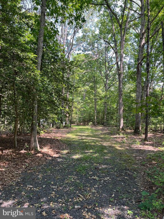  - view of tree filled area
