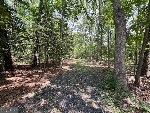  - view of woods
