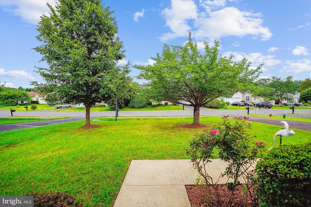 1118 Virginia Ave, Culpeper, VA 22701 - view of green lawn