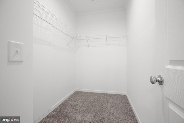 walk in closet with carpet flooring