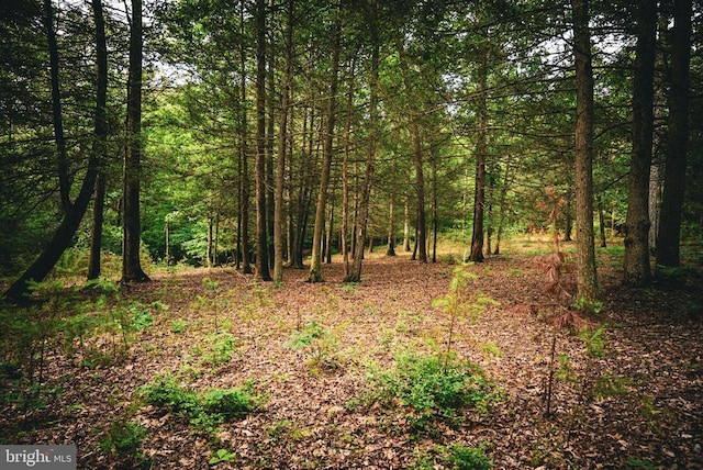 Mallorys Ford Rd, Louisa, VA 23093 - photo 21