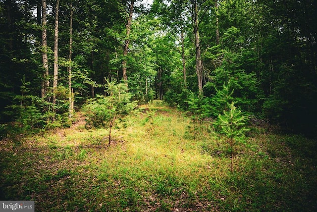 Mallorys Ford Rd, Louisa, VA 23093 - photo 19