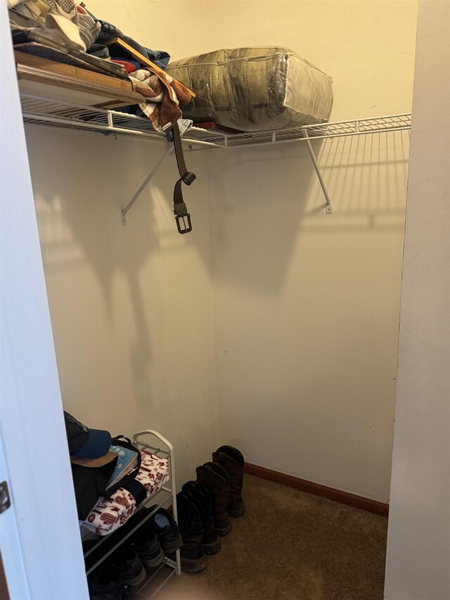 walk in closet featuring carpet floors