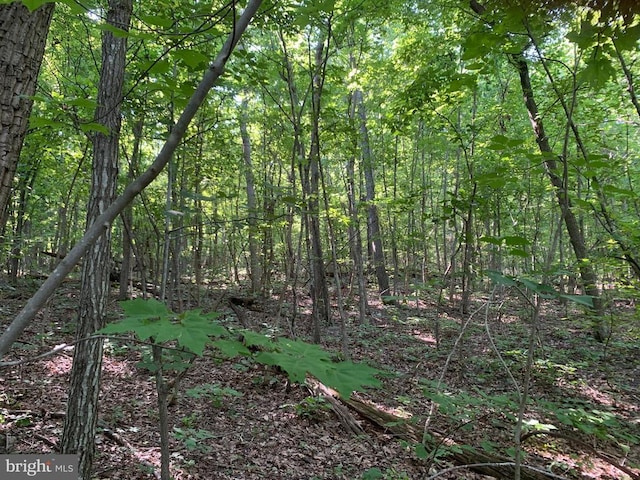 view of local wilderness