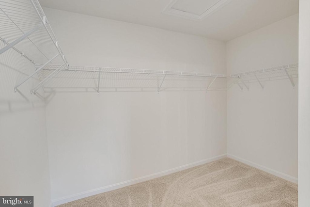 walk in closet with attic access and carpet floors