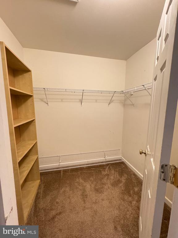 spacious closet featuring carpet