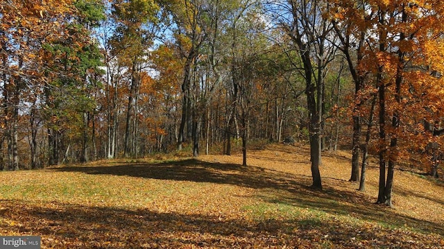  - view of tree filled area